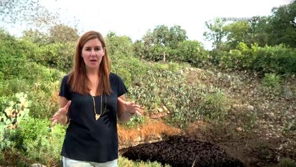 Bracken Cave: Home to the world's largest bat colony