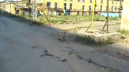 Ördeğin İntikamı Acı Oldu!