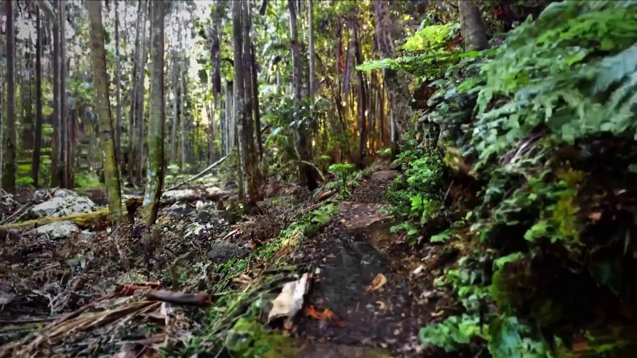 Euclideon new realistic game engine in action.