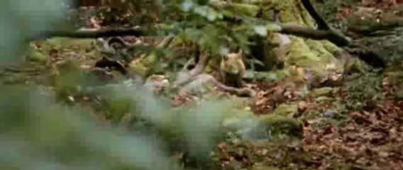 Le Renard et l'enfant - Trailer