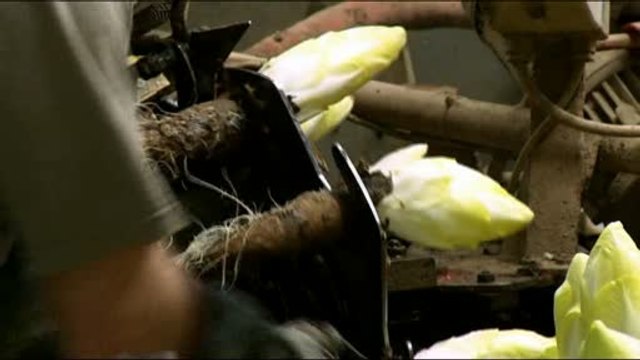 Consommé et Approuvé : les endives Endival à Bourgheim