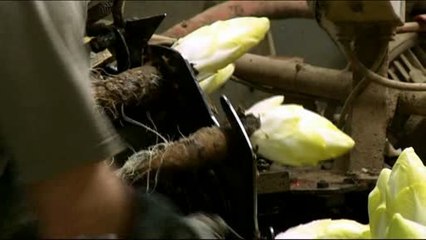 Consommé et Approuvé : les endives Endival à Bourgheim