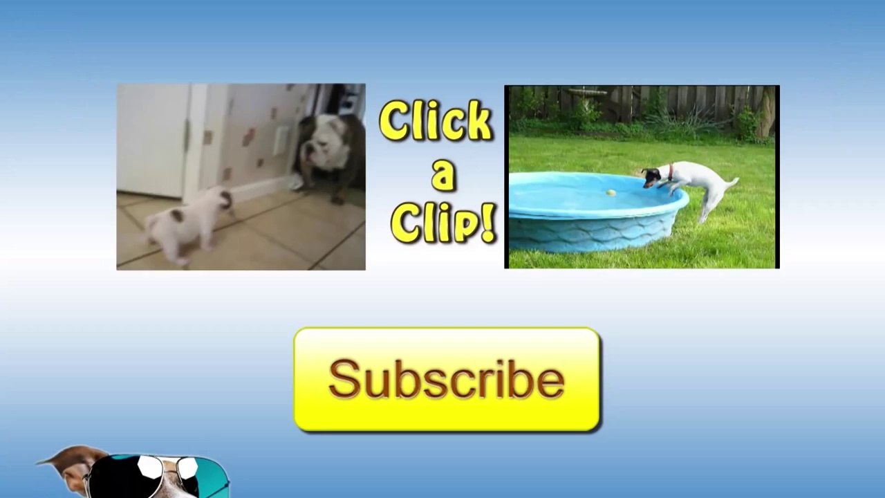 Cute Puppy Opens Presents