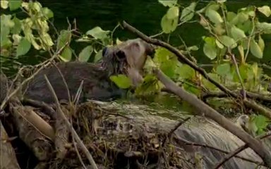 Mèche Blanche - Extrait n°1