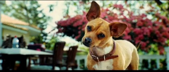 Le Chihuahua de Beverly Hills - Bande-annonce (VF)