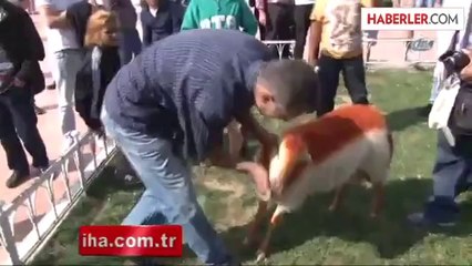 Taksim'de 'Kınalı Kuzu'ya Yoğun İlgi