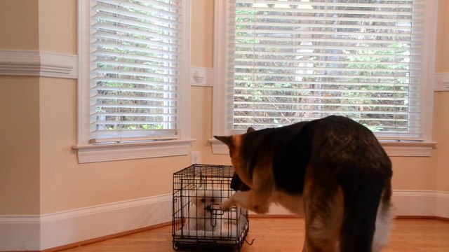 Smart German Shepherd Frees Friend From Kennel