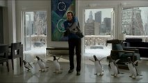 Mr. Popper's Penguins - Teaser (VO)