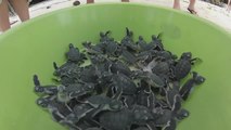 150 bébés tortues de mer relâchées dans la mer