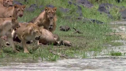 Félins - Bande-annonce