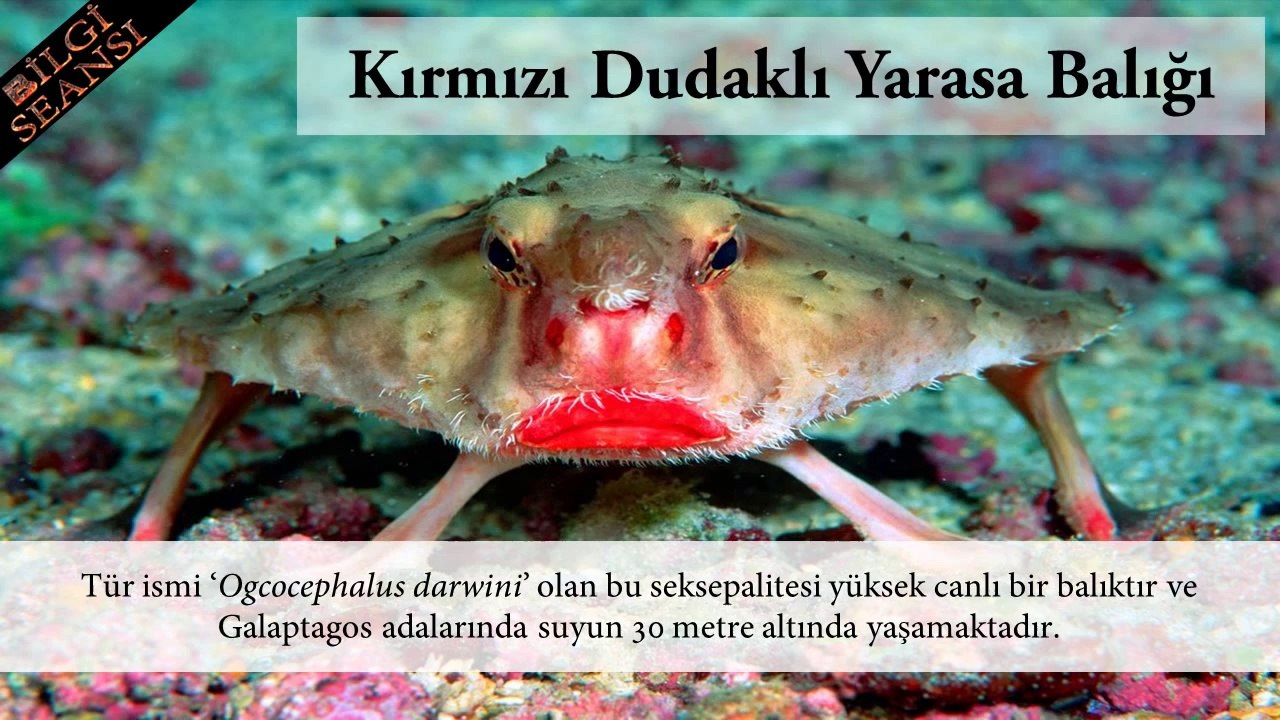 Daha Önce Görmediğiniz 10 Sıradışı Canlı (Hayvanlar Alemi)