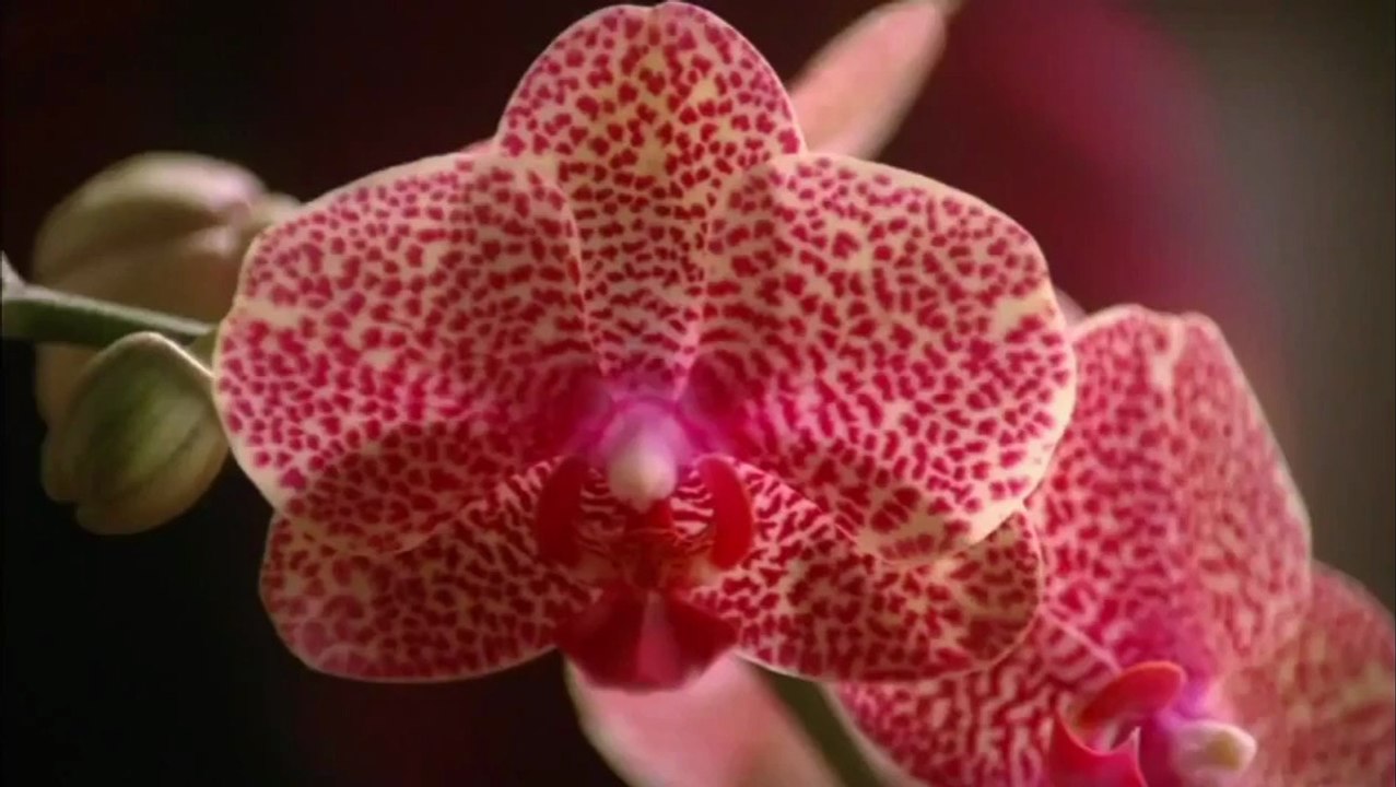 Fading gigolo - Trailer (VO)