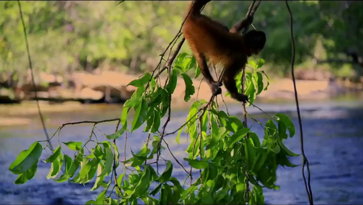 Amazonia - Bande-annonce