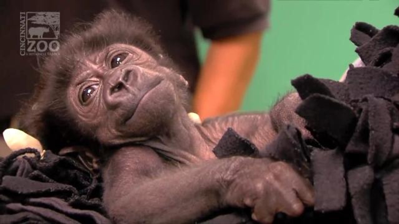 Zookeepers Wear 'Gorilla Shirts' To Comfort Abandoned Baby Gorilla