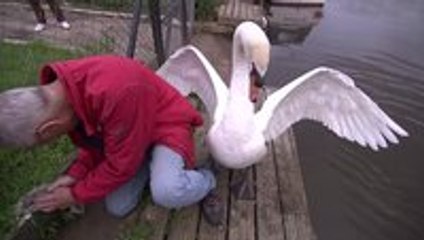 Simon meets an angry swan