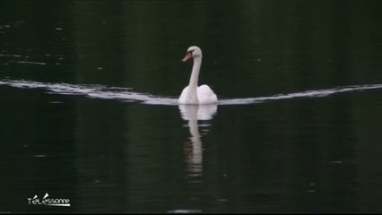 Viry-Grigny: Les activités nautiques suspendues sur les lacs