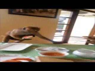 FUNNY VINE VIDEOS - NEW FUNNY VIDEOS OF ANIMAL VINES