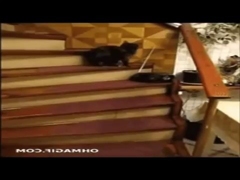 FUNNY VINES COMPILATION - NEW FUNNY ANIMAL VINES AND CLIPS