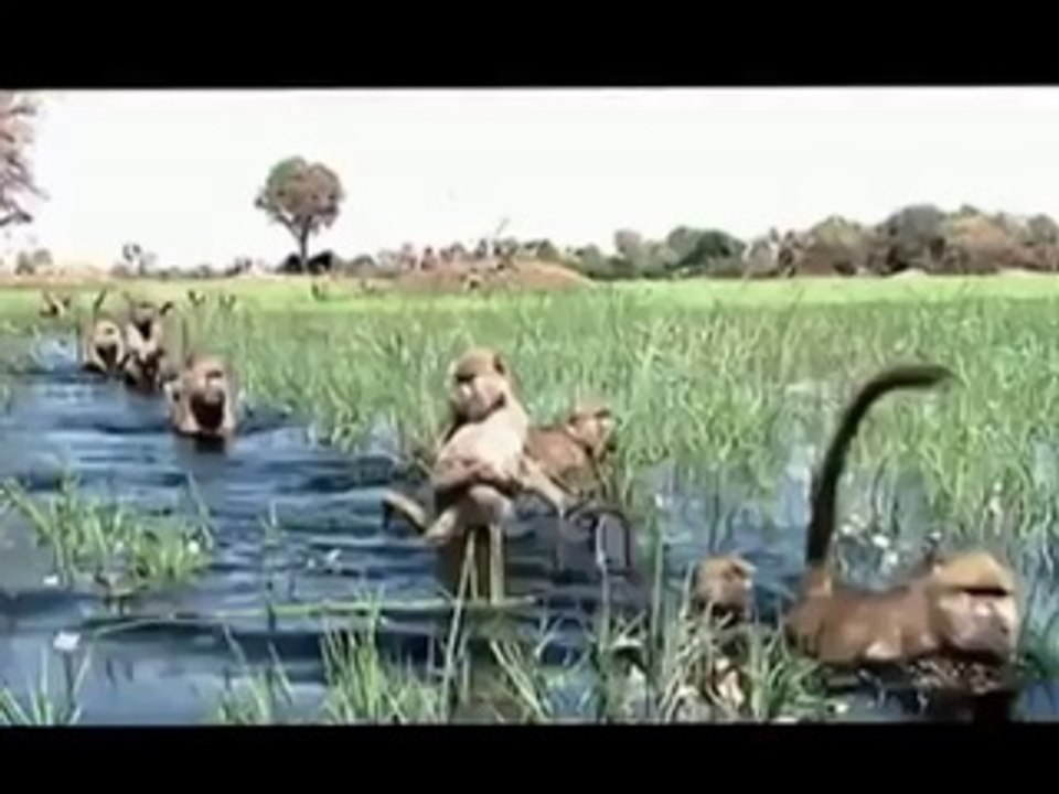 LATEST FUNNY ANIMAL MOMENTS