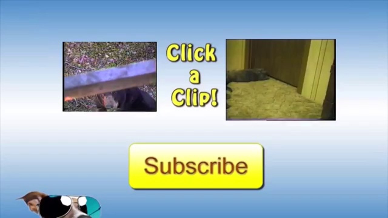 Sheep - 1, Fisherman - 0