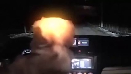 Funny Videos - Fail Compilation, Funny Pranks and Funny Cats Videos _ New Funny Video(32)