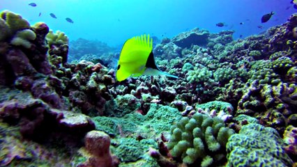 Diving in Moorea