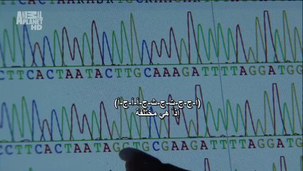 الكوكب المتحول الحلقه الرابعه مدغشقـــر animal planet