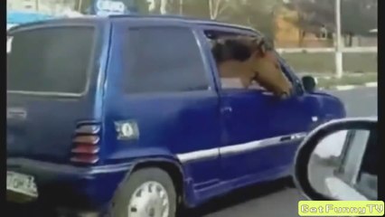 Funny Videos - Fail Compilation, Funny Pranks and Funny People Videos _ New Funny Video 4