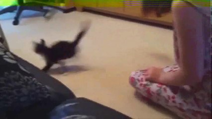 Funny Videos 2014 - Funny Cats Video - Funny Cat Videos Ever - Funny Animals Funny Fails 2014