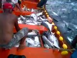 Elle Balık Yakalamak