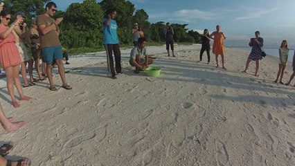 150 bébés tortues découvrent la mer