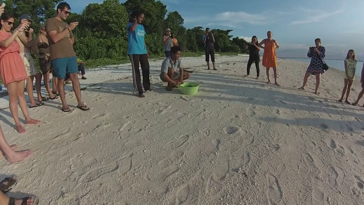 150 bébés tortues découvrent la mer