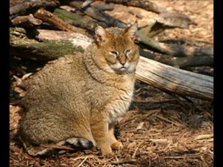 NESLİ TÜKENMEKTE OLAN HAYVANLAR