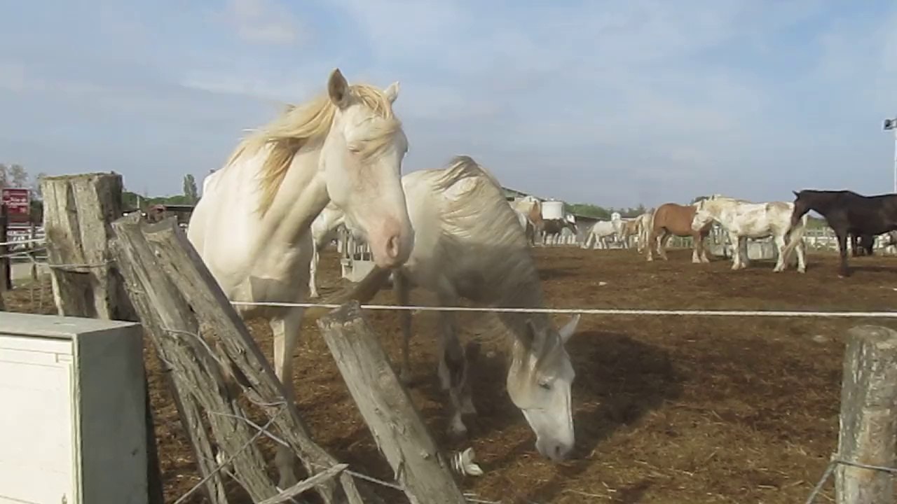 Les chevaux au Grau du roi