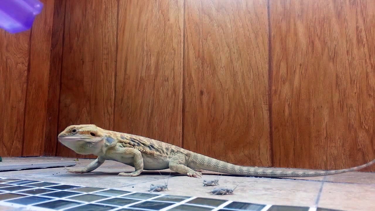 Feeding Time for Calcifer !