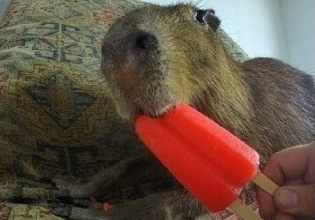 JoeJoe the Capybara Nibbles on an Icepop