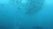 Mesmerizing View as Dolphins Interrupt Sardine Run