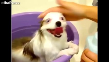 Les meilleurs gif d'animaux marrants.