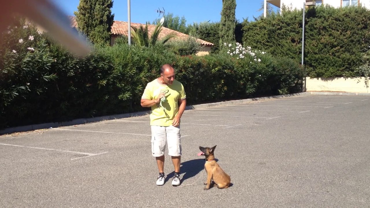 dressage canin la ciotat Joy petite malinoise de deux mois et demie 1ere leçon(www.toutoucool13.fr)