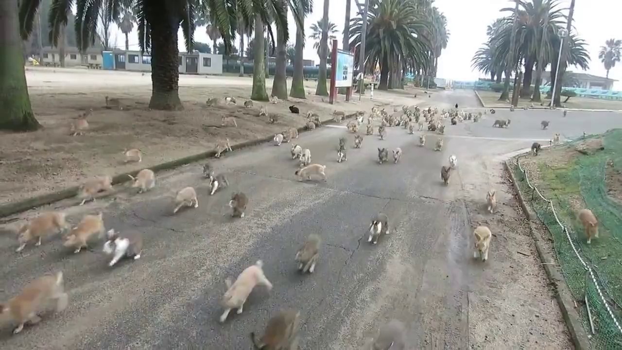 rabbit island