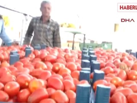 Bayramiç Domates Üreticisini Önce Üzdü, Sonra Sevindirdi