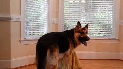 Eve Gelen Yeni Köpeği Özgür Bırakan K9