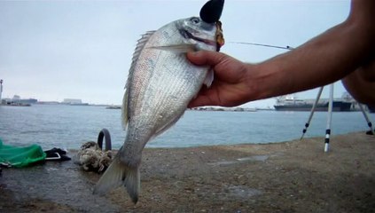 Pêche Dorade Royale avec la Moule de Marseille