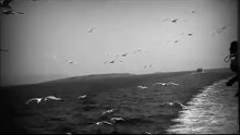 Seagulls ~ Sibeling by Depeche Mode