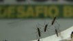 Mosquitoes With Bacteria To Fight Dengue Fever Released In Brazil
