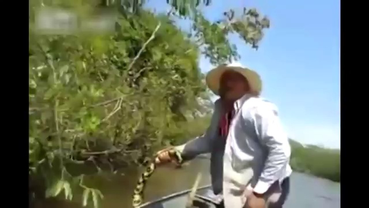 Des pêcheurs brésiliens s'amusent avec un anaconda géant