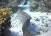 Close-Up View of Moray Eel Off Mozambique