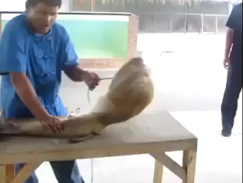 Bandr ki karistaniyan