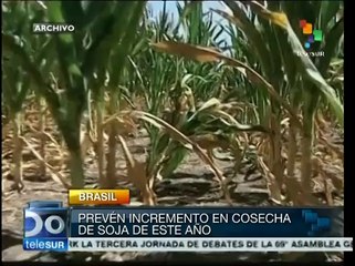 Con buenos augurios dio comienzo en Brasil la siembra de soja