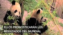 Osos pandas predeciran ganadores del mundial Brasil 2014